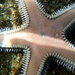 Astropecten - Photo (c) Alexis, μερικά δικαιώματα διατηρούνται (CC BY-NC), uploaded by Alexis