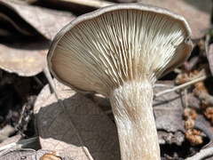Omphalinaceae