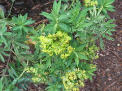Euphorbia esuliformis