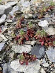 Epilobium nankotaizanense