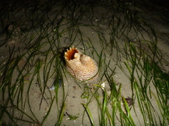 Zirfaea