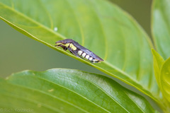 Pseudophera
