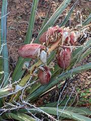 Yucca baileyi