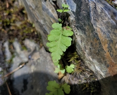 Woodsiaceae