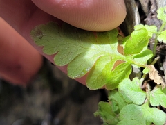 Woodsiaceae