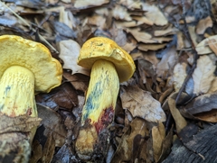 Boletus holoxanthus