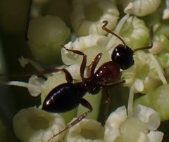 Camponotus dalmaticus
