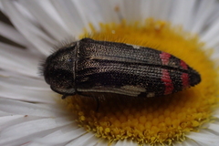 Acmaeodera chiricahuae