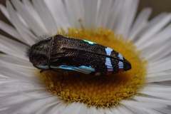 Acmaeodera chiricahuae