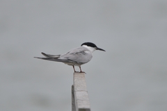Sterna hirundo longipennis