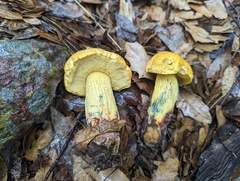 Boletus holoxanthus