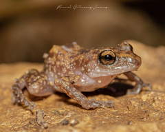 Eleutherodactylus pipilans