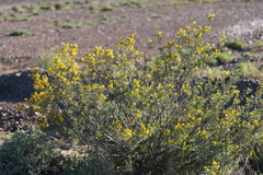 Senna artemisioides alicia