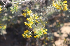 Senna artemisioides alicia