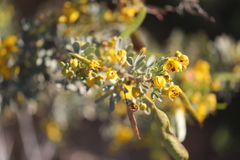 Senna artemisioides alicia