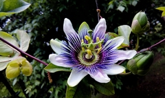 Passiflora alata × caerulea