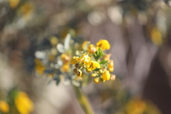 Senna artemisioides alicia