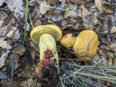 Boletus holoxanthus