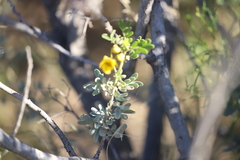 Senna artemisioides alicia