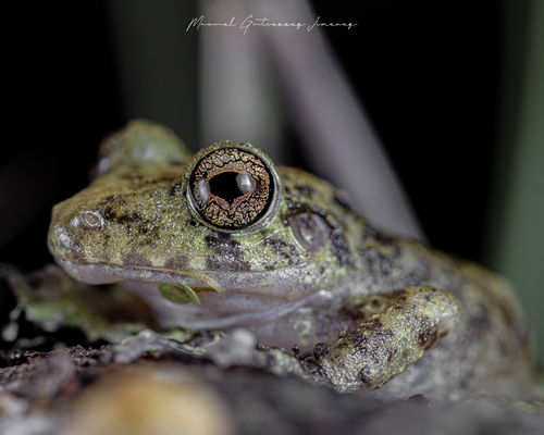 Alfred's Rainfrog