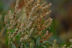 Rumex sibiricus