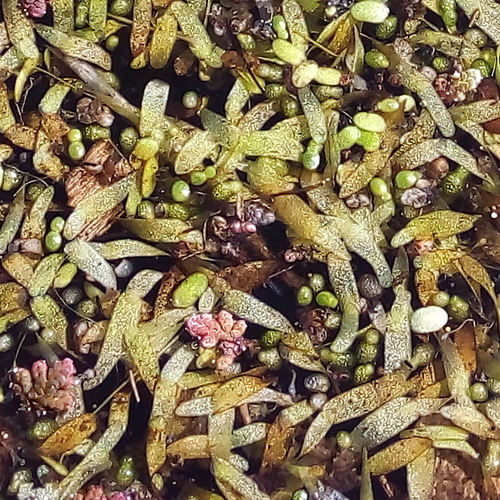 Tongue-Shape Bogmat (Wolffiella lingulata)