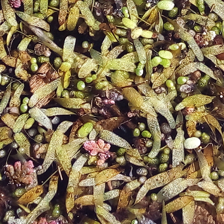 Tongueshape Bogmat (Wolffiella lingulata)