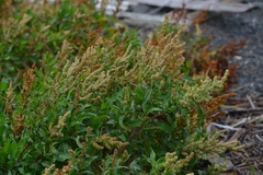 Rumex sibiricus