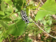 Plectrodera scalator