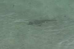 Pseudobatos productus