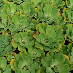 Pistia stratiotes