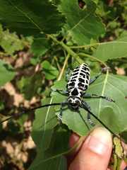 Plectrodera scalator