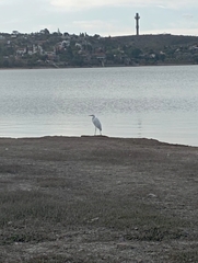 Ardea alba