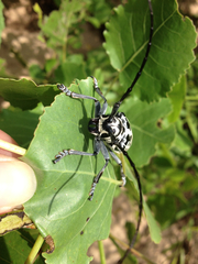 Plectrodera scalator