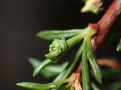 Eriophyes adenostomae