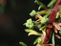 Eriophyes adenostomae