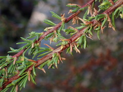 Eriophyes adenostomae