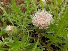 Cirsium quercetorum