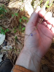Campanula prenanthoides