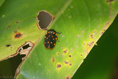 Mahanarva costaricensis semimaculata