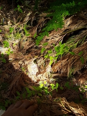 Campanula prenanthoides