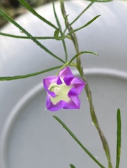 Ipomoea costellata