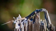 Sceloporus woodi
