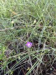 Ipomoea costellata