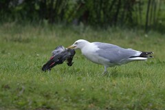 Larus argentatus