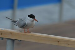 Sterna hirundo