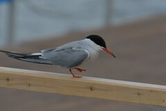 Sterna hirundo