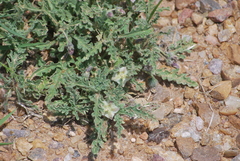 Chamaesaracha coniodes