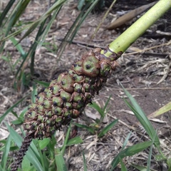 Allagoptera campestris