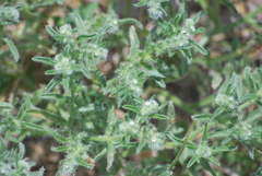 Cryptantha minima
